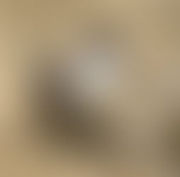 オナガガモ(カモ目 カモ科)