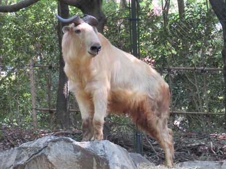 ゴールデンターキン(偶蹄目 ウシ科)