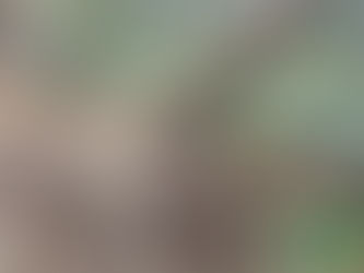 サキシマキノボリトカゲ(有隣目 アガマ科)