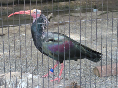 ホオアカトキ(ペリカン目 トキ科)