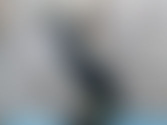 ウミウ(カツオドリ目 ウ科)