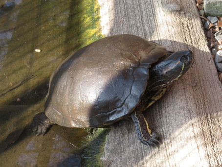 キバラガメ(カメ目 ヌマガメ科)