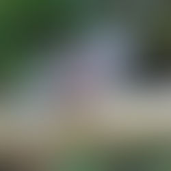 キジバト(ハト目 ハト科)