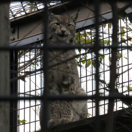 ユーラシアオオヤマネコ(食肉目 ネコ科)