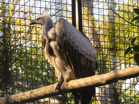 コシジロハゲワシ(タカ目 タカ科)