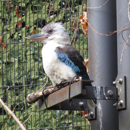 アオバネワライカワセミ(ブッポウソウ目 カワセミ科)