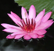 Lotus.JPG