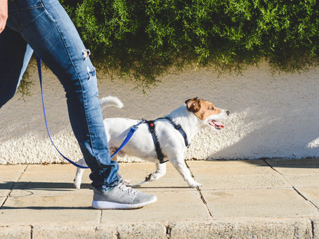 Benefits Of Hiring A Dog Walker