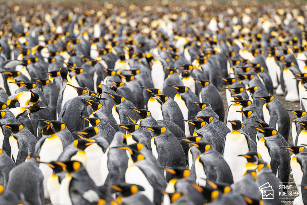 You are never alone, King Penguins
