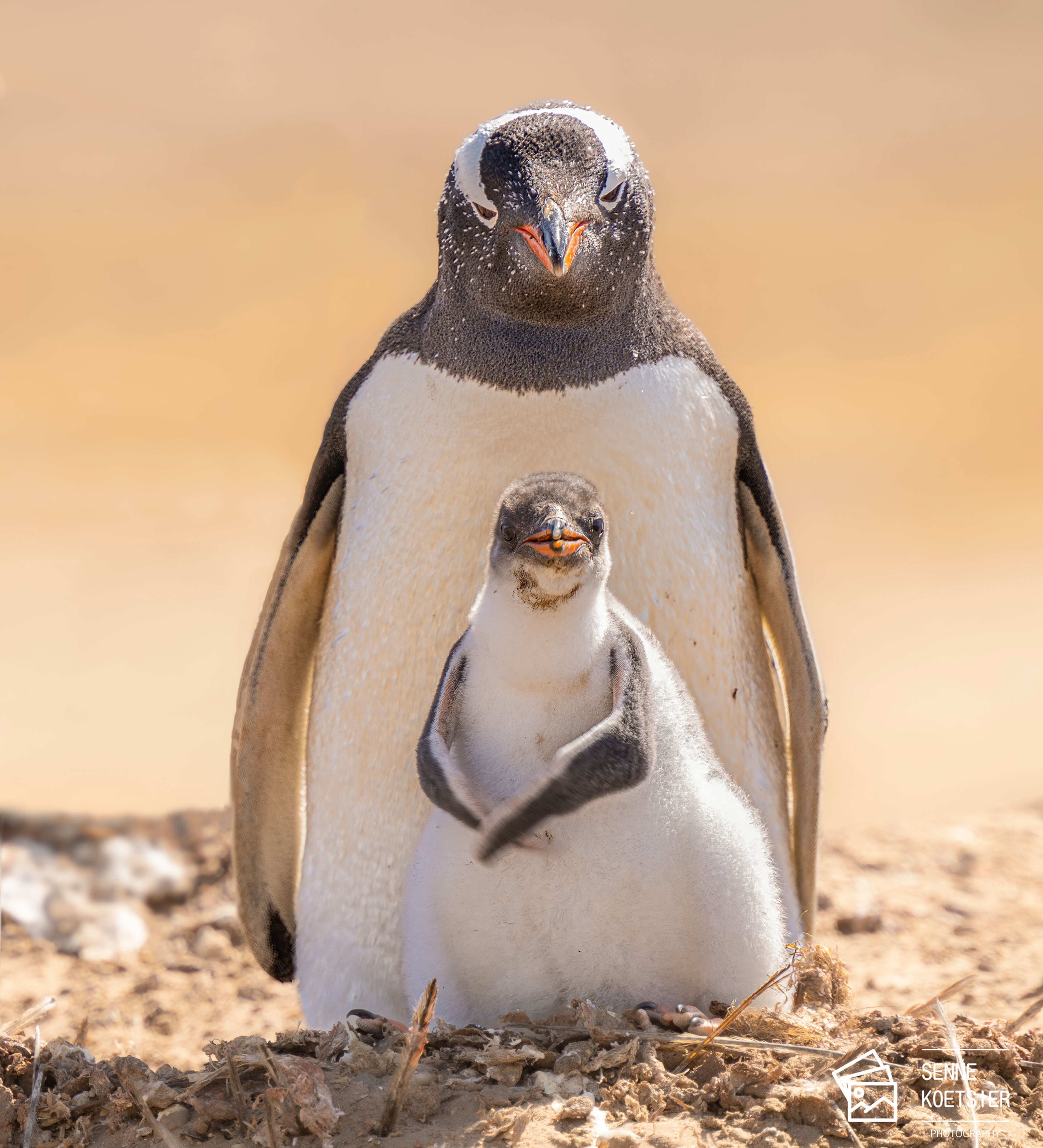 Gentoo family picture