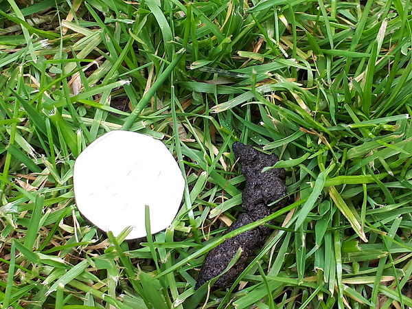 poo.jpg