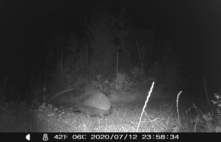 camera 2.JPG