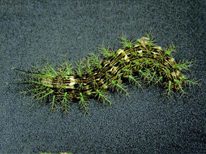 Lagarta Lonomia obliqua, conhecida como taturana, com corpo escuro e espinhos verdes urticantes, rastejando sobre superfície preta — inseto venenoso típico da América do Sul.