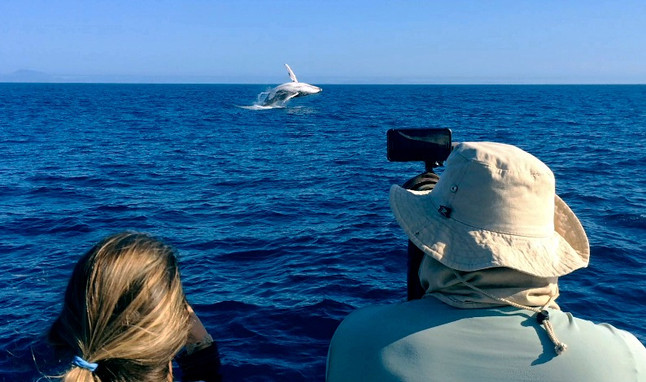 Fotógrafo de natureza relata experiência fotografando baleias em alto mar