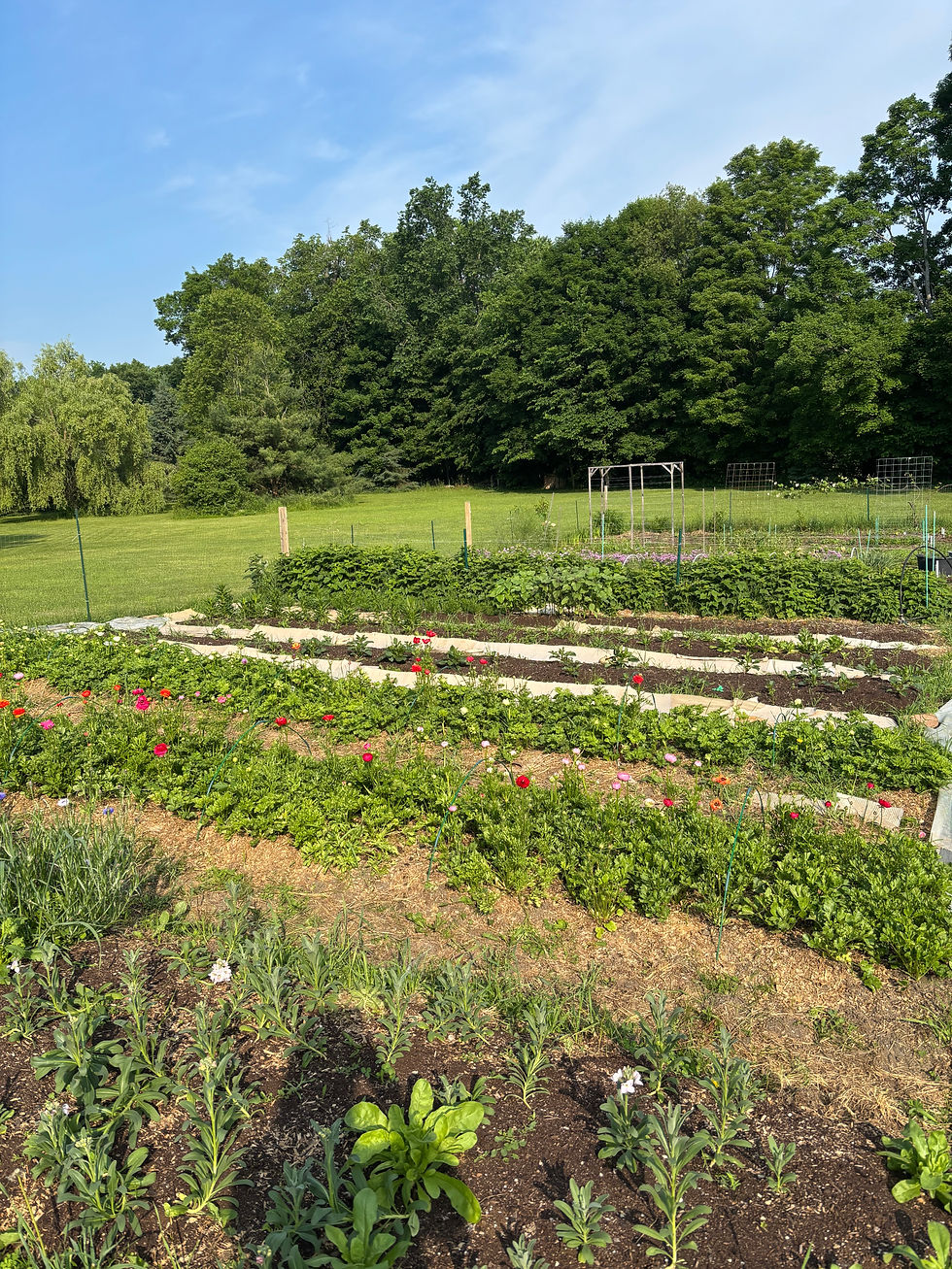 A field with a fenced of area. In the fence lies rows of growing beds for various plants.