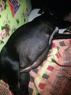 Night befor she gave birth to the puppies