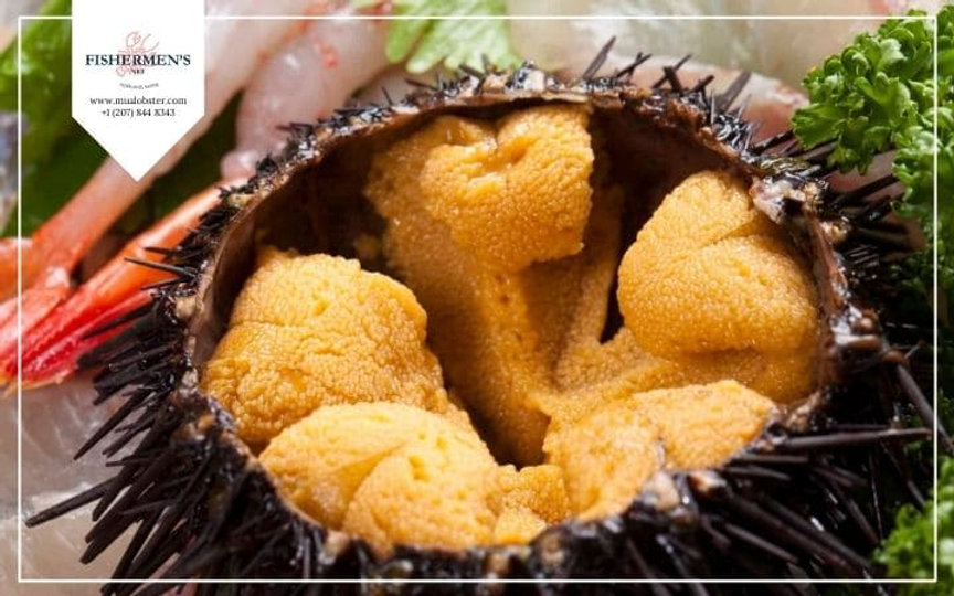 Sea Urchin Uni Nutrition Facts You Should Know Before Eating