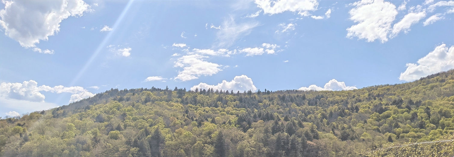 Forested hillside under a blue sky
