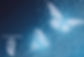 Butterfly.jpg