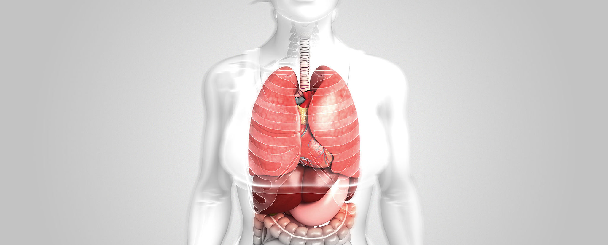 The Original Resveratrol 白藜芦醇|人类疾病|