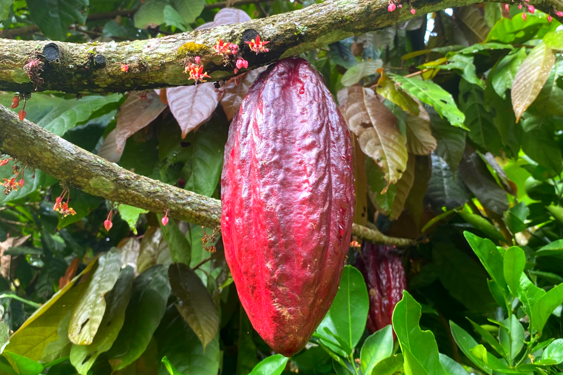 Cacao