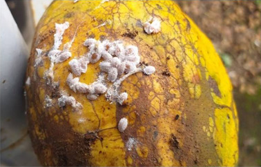 cacao con swollen shoot