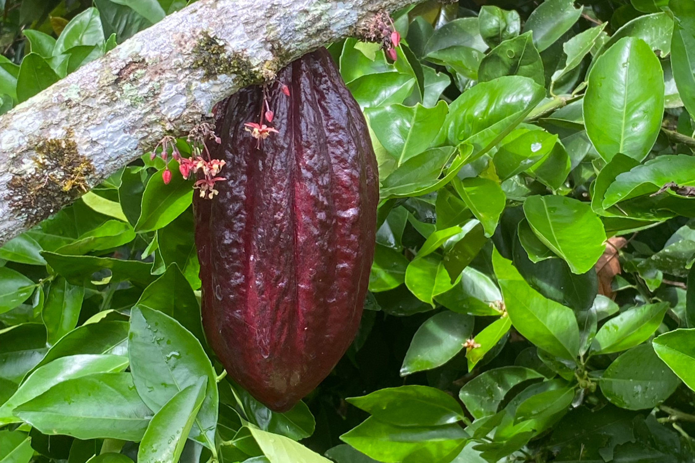 cacao
