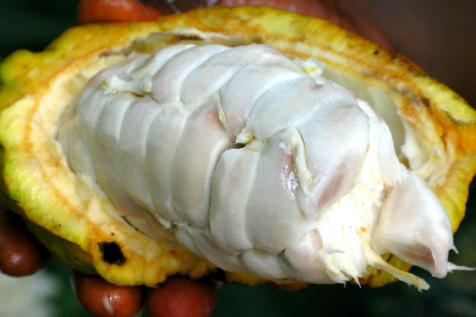 Mazorca de cacao con su mucilago