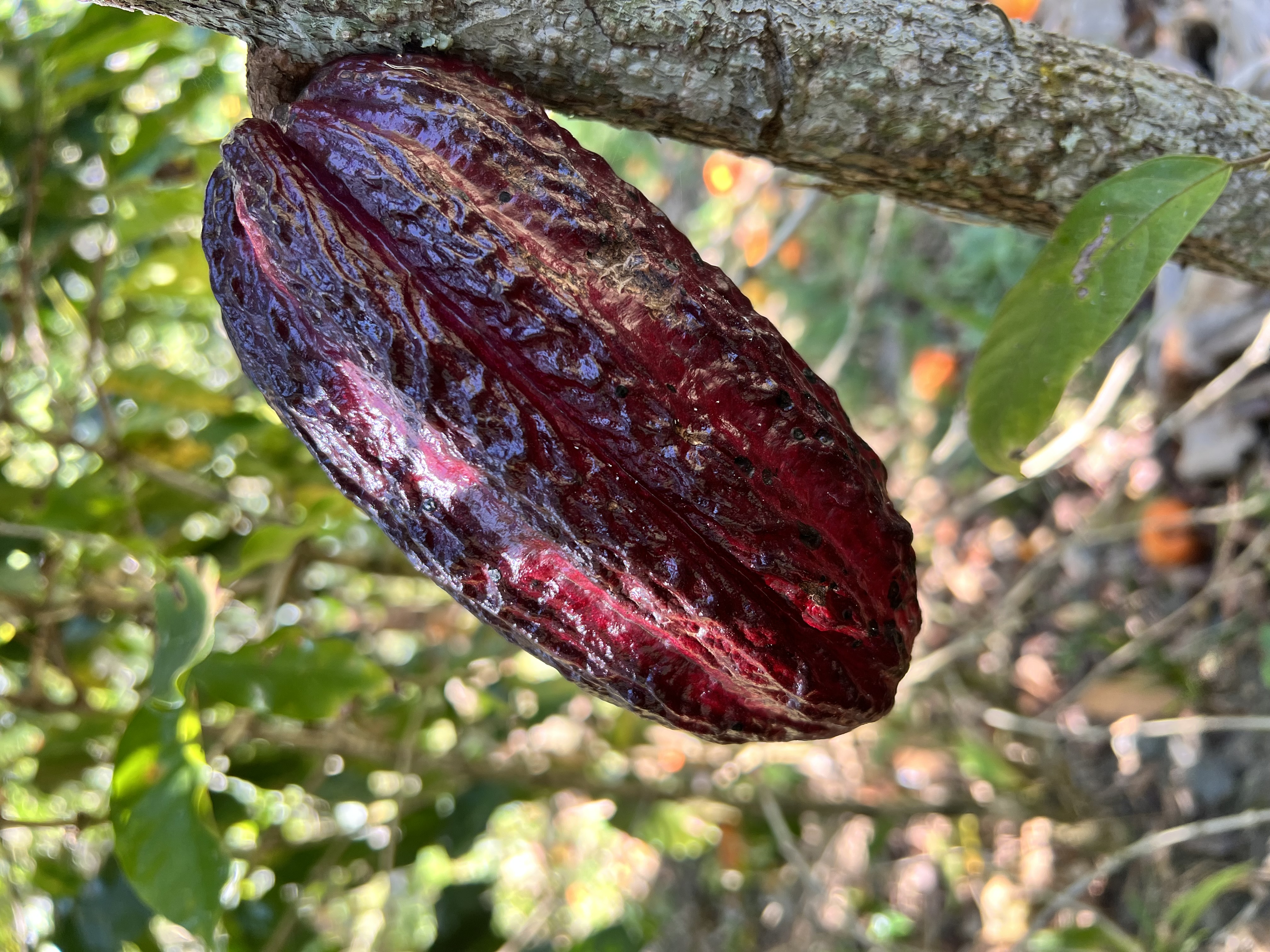 Por qué el cacao peruano es de los mejores del mundo y cómo descubrirlo si visitas Perú