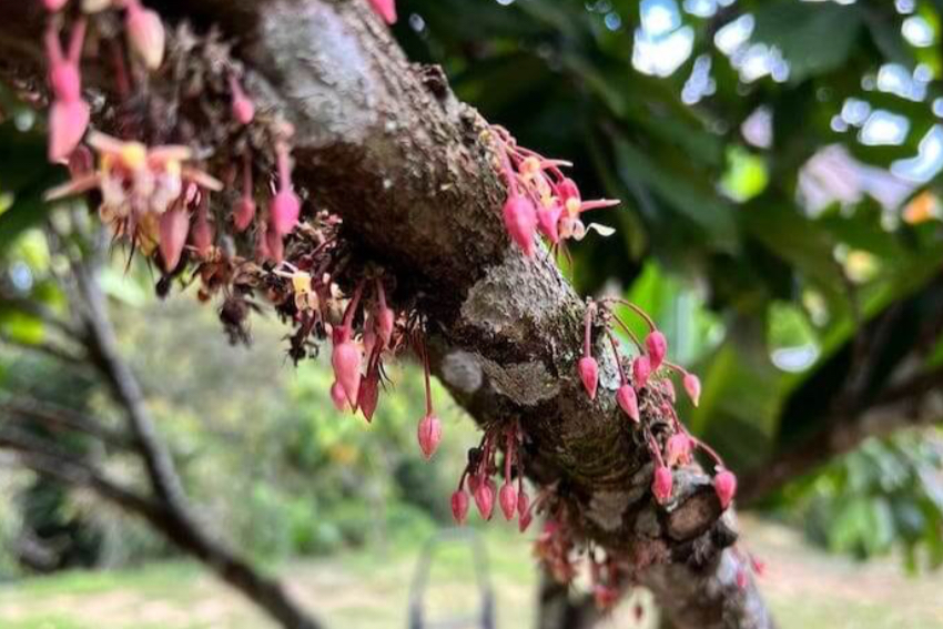 Flor de cacao