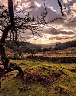 View out towards Sheepstor