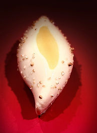pomme sans gluten_edited.jpg