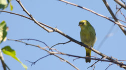 saira de papo preto (5)