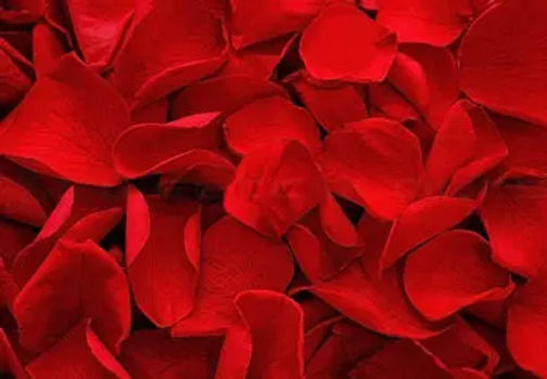 The Spiritual Meaning Of A Red Rose Petal Discover Its Symbolism The Spiritual Meaning Of A Red Rose Petal Discover Its Symbolism