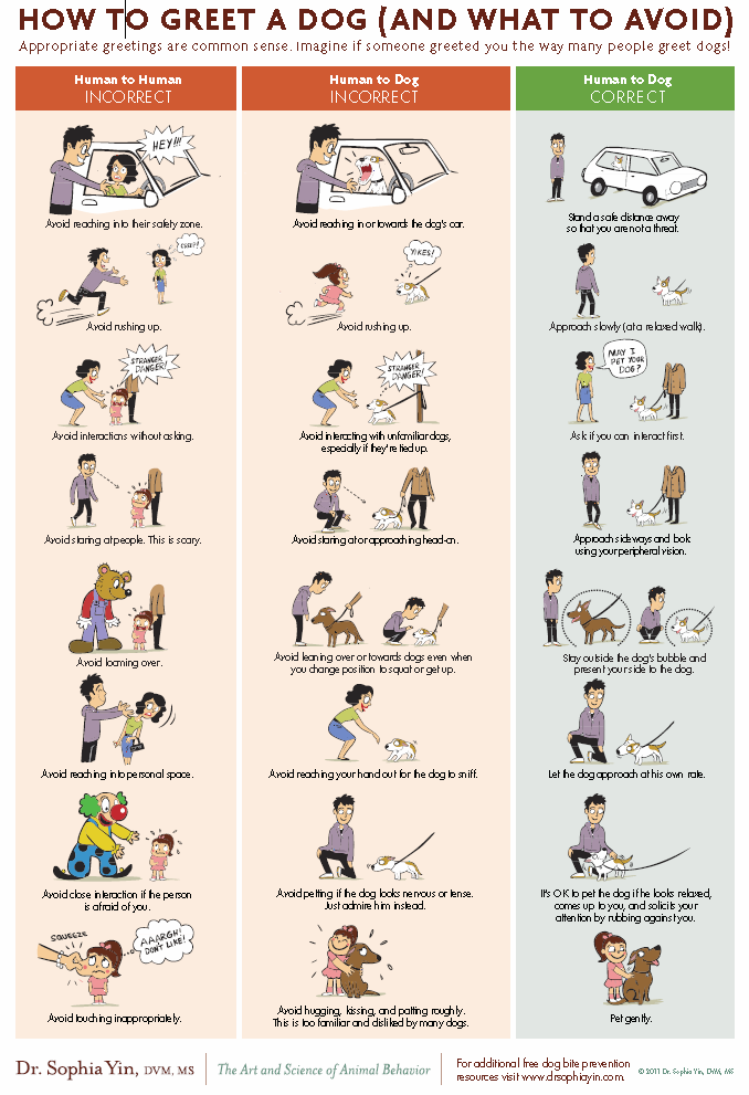 How to Greet a Dog