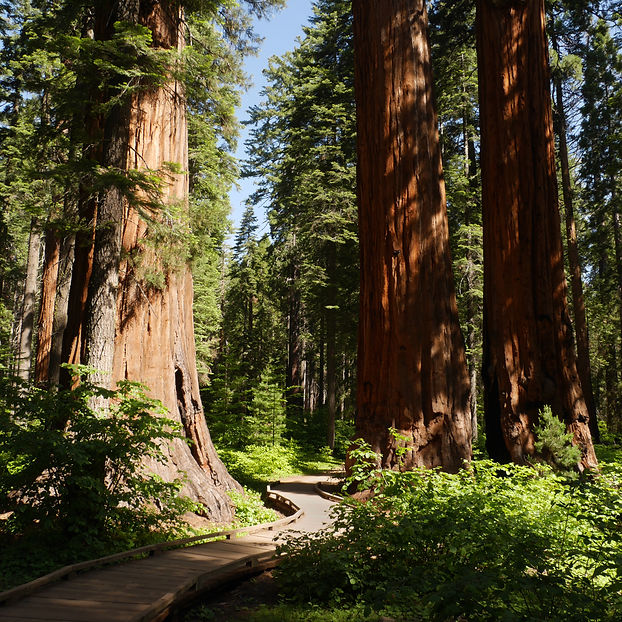 Redwood Forest (AdobeStock_140570011).jpeg
