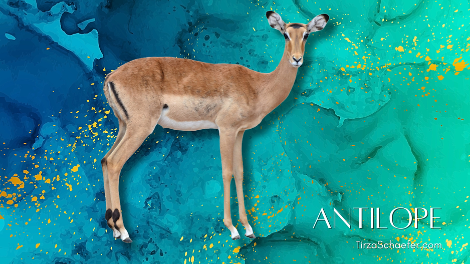 Antelope YT.png
