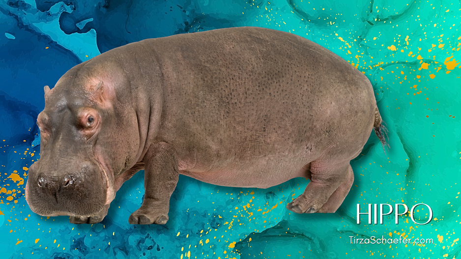 Hippo YT.png
