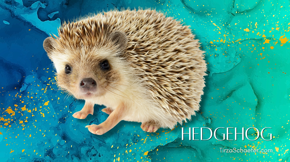 Hedgehog YT.png
