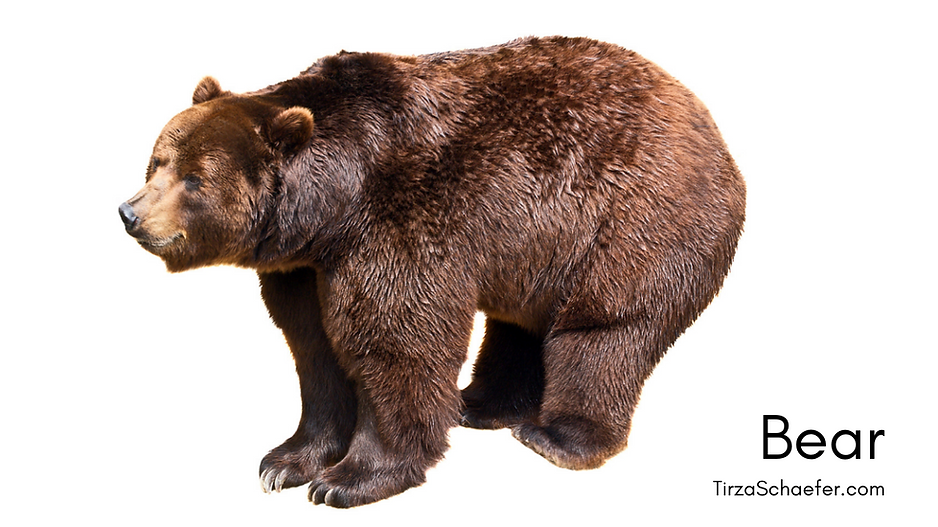 Bear YT.png