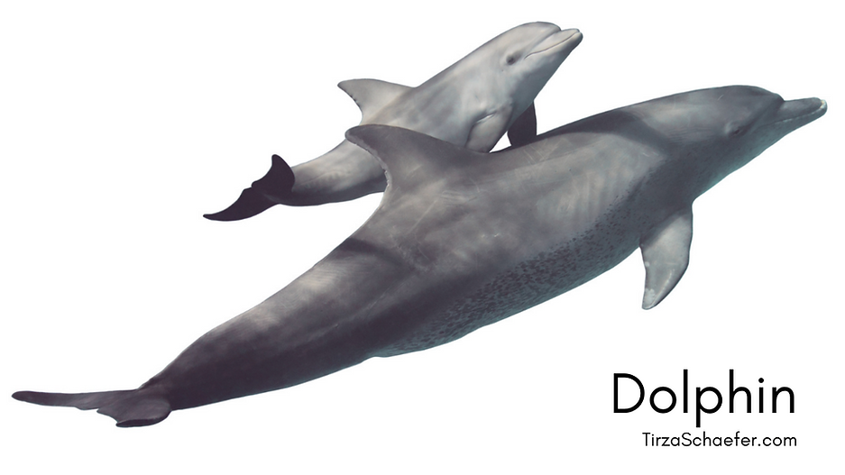 Dolphin YT.png