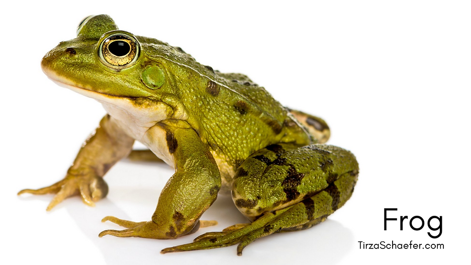 Frog  YT.png