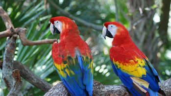 Conocé Costa Rica: Guía para visitar el Parque Nacional Carara