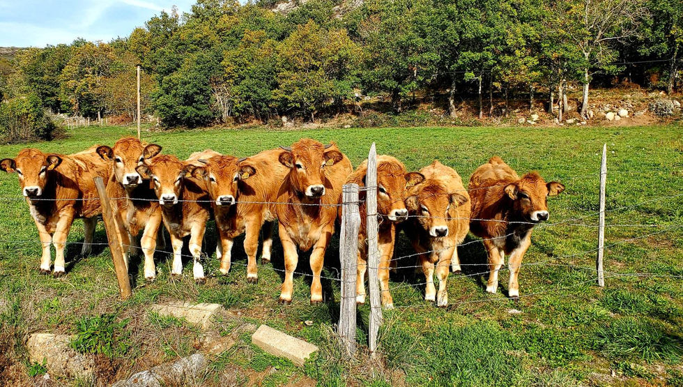 Découvrir Rûnes, veaux, Séjour Soror