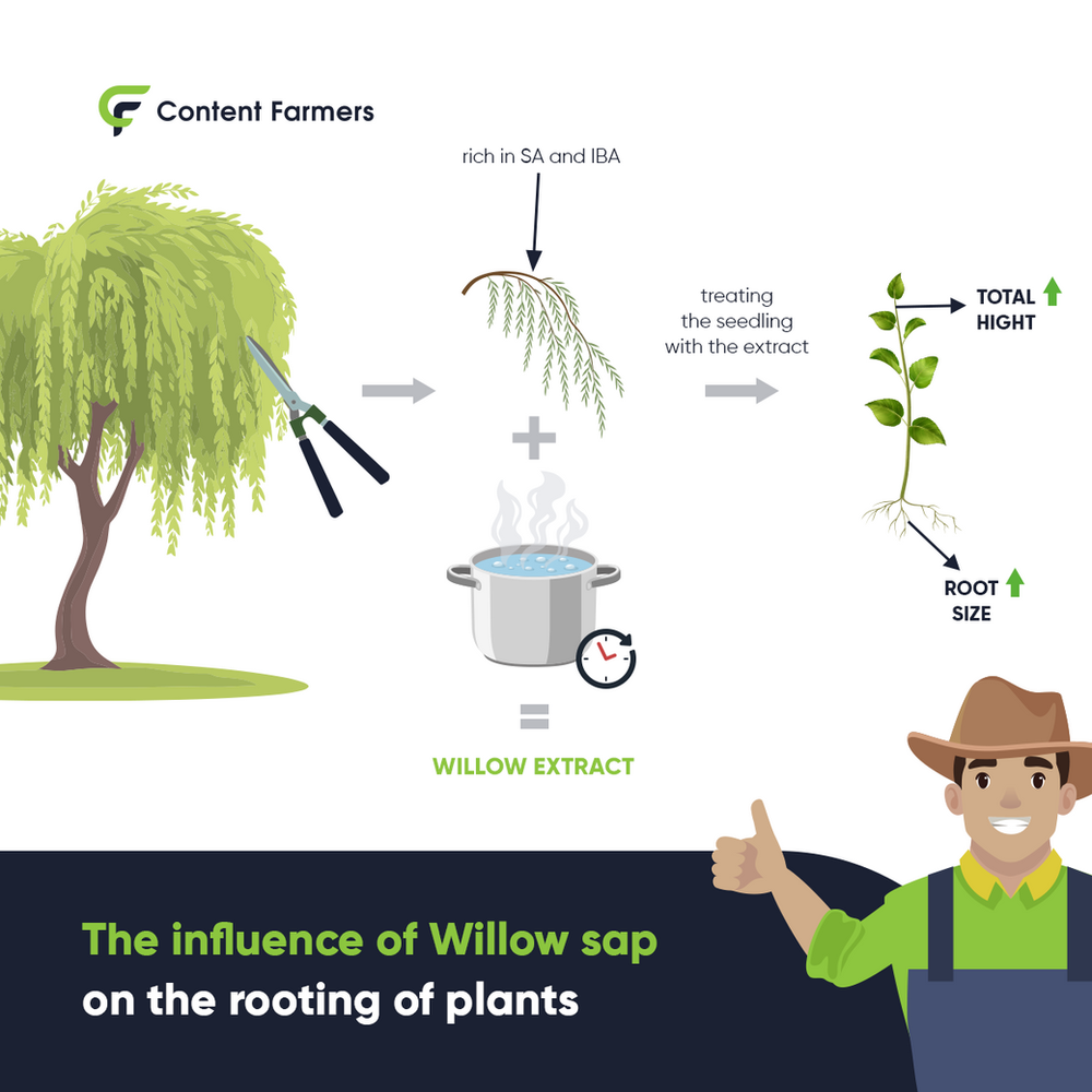 The influence of Willow sap on the rooting of plants