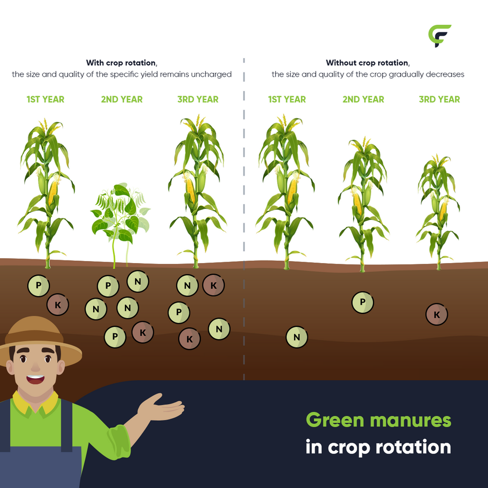 Green manures in crop rotation