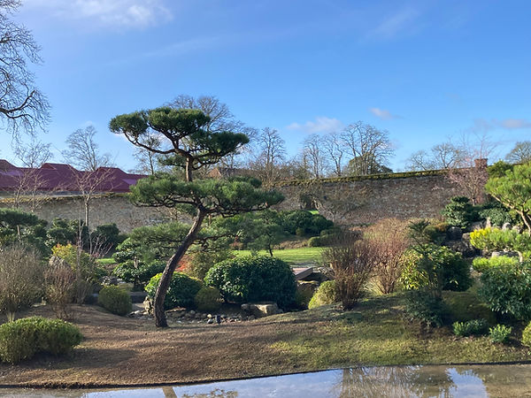 Pine pruning