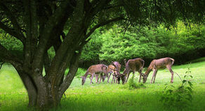 When Mines Move In, Where Does Wildlife Go? Revisiting Iran’s Arasbaran Forests