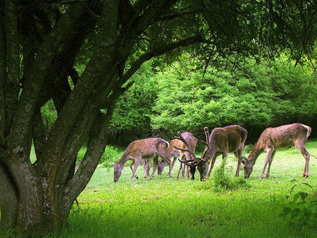 When Mines Move In, Where Does Wildlife Go? Revisiting Iran’s Arasbaran Forests
