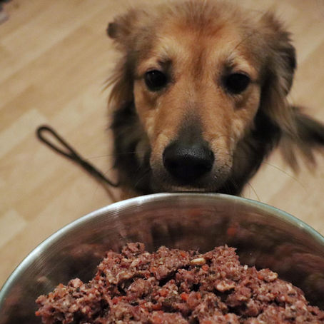 Finding the best food for your dog